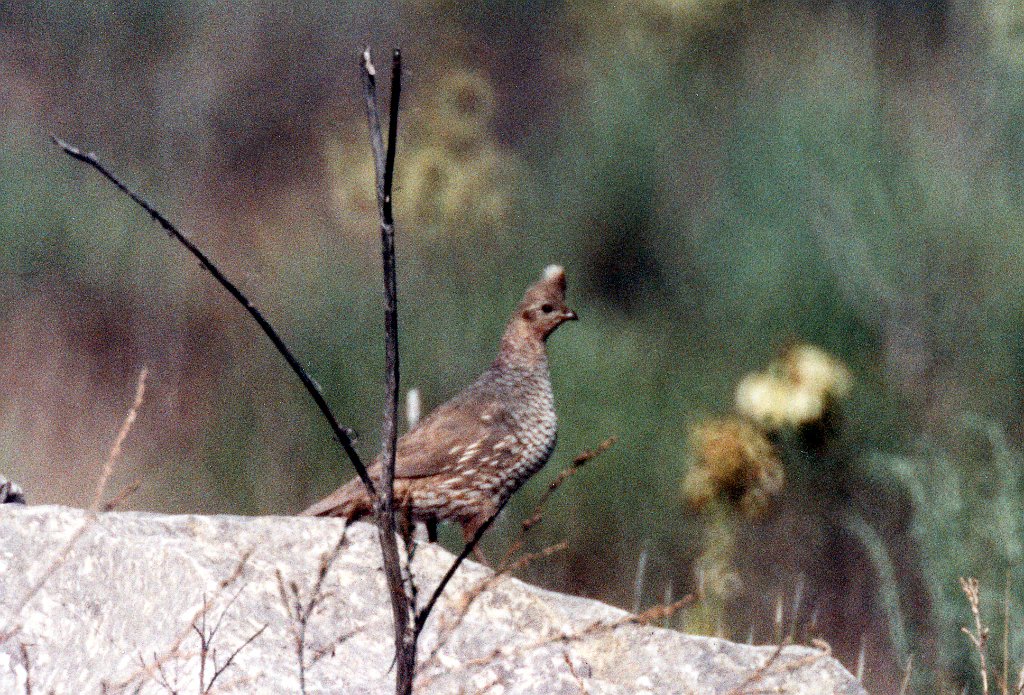 Quail, Scaled 3, abc B01P35I06.jpg - Scaled Quail